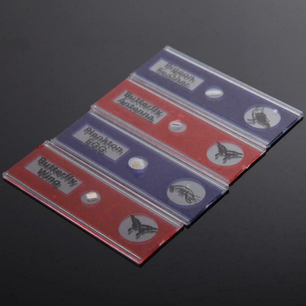 Prepared Plastic Microscope Slides Animals Insects Flowers Plants Student