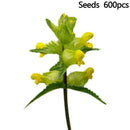 600 x Samen Wildblumensamen Gelb Gelb Cispy Nasenblume O3C0 Pflanzen P3Z2