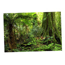 Aquarium   Tank Background Poster Rainforest Landscape Decor 60x100cm