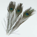10Pcs x Natural Peacock Tail Feathers-Natuatal Color G6W1