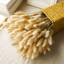 20X Natural Dried Small Pampas Grass Phragmites Communis,Wedding Flower Bunch AU