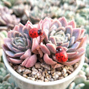 100Pcs Mini Ladybird Wooden Multi-Color Ladybugs Micro Landscape Decor Mixed
