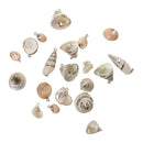Natural Gilding Conch Shell Beads Pendants Charms for Jewelry Making Crafts
