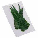 10pcs Natural Dried Flowers Ferns Plants for DIY Phone Case Scrapbooking