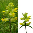 600 x Samen Wildblumensamen Gelb Gelb Cispy Nasenblume O3C0 Pflanzen P3Z2