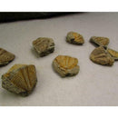 100% Natural Trilobite Tail Fossil Ancient fossils specimens Collection tea Favo
