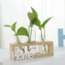 1X(Small Fresh Transparent Glass Vase Hydroponic Green Plant Container Livi