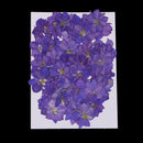 50pcs Pressed Flower Real Natural Dried Flowers for DIY Handmade Craft Blue