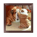 DIY 5D Diamond Painting Dog Cross Stitch Embroidery Home Decor Craft