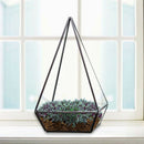 Clear Glass Geometric Terrarium Box Tabletop Succulent Plant Fern Planter