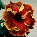30PCS Giant Hibiscus Seeds Dinnerplate Hibiscus Perennial Flower Q9V0 L7H5