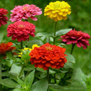 200Pcs Beautiful Mixed Color Zinnia Flower Plant Seeds Garden Bonsai Seeds LJ