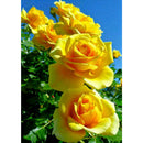 Yellow Rose Diamond Painting 5D DIY Full Round Drill Picture Rhinestone Kit