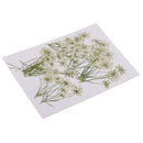 10 Pieces Lace Flower Dried Flowers Embellishments for DIY Phone Case Decoration