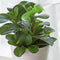 Bottle Cap Sprinkler, Bonsai Bottle Watering Spout Plant Flower Watering Sp