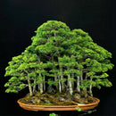 Juniper Bonsai Tree Seeds Purify Air Easy to Grow Office/Home Decoration Supply