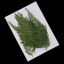 12Pcs Dried Flower Fern Leaves Plant Herbarium DIY Arts Crafts Scrapbooking
