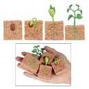 Nature Plant Seeds Growth Portico Pre-school Learning Imaginatio