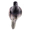 1PC Hunting Dove Scare Protect Garden Pigeon Decoy Bionic Animal Bait Outdo