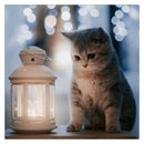 5D DIY Full Drill Diamond Painting Cat Cross Stitch Embroidery Mosaic Kit