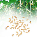 20pcs Cucumber Seeds Organic Russian Pickling Vegetable Fruit  Garden Plants