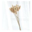 20X Natural Dried Small Pampas Grass Phragmites Communis,Wedding Flower Bunch AU