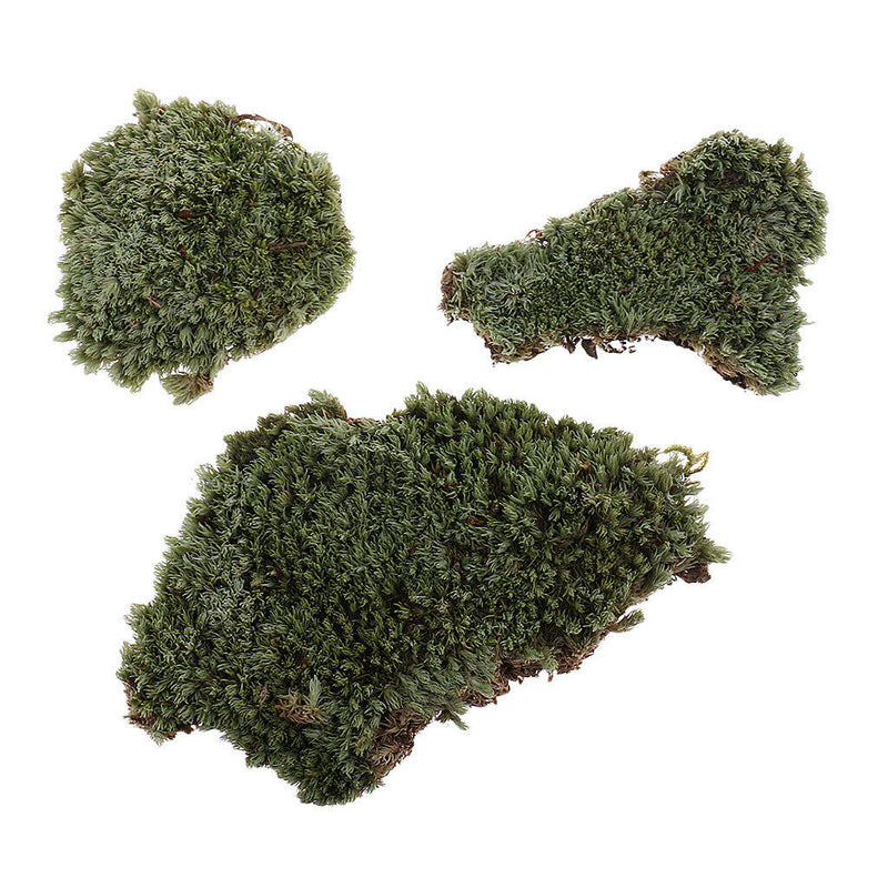Layout Green Lichen Moss For TRain Railway Diorama Architecture Build Toys