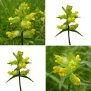 600 x Samen Wildblumensamen Gelb Gelb Cispy Nasenblume O3C0 Pflanzen P3Z2
