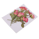 10 Branches Pressed Flowers Organic Dried Rose Flowers DIY Floral Art Decors