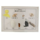Lifecycle of Silkworm Specimens Taxidermy Framed Collectible, 7.5x5x1.2inch