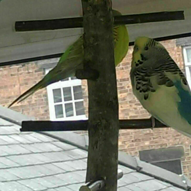 Parrot Bird Perch Stand Play Fun Toys Gym Wooden Activity Plays Cage Branch