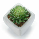 4Pcs/Set Artificial Succulent Plants + White Square Ceramic Pots succulent  F4F8