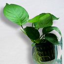 5pcs Crystal Glass Planter Aquarium Tank Aquatic Plant Cup Pot Home Decor