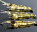 Lot 3 Pcs Kinds of Fishing Lures Crankbaits Hooks Minnow Shrimp Baits Tackle