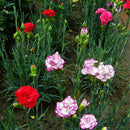Beautiful Carnation Seeds LJerennial flower Dianthus Caryophyllus Clove SeedLJ