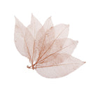 100Pcs Natural Dried Magnolia Skeleton Leaves Bookmarks Decoration DIY HOT