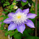 200pc Clematis Flower Plant Seeds Garden Yard Bonsai Decor Flower Seeds