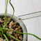 Glass Plant Flower Water Feeder Clear Cat Shaped Glass Plant Flower Holiday