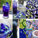 100% Thai Dried Butterfly Pea Flower Pure Organic-Natural Herbal Blue-Drink-