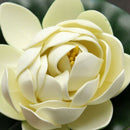 Foam Lotus Floating Water Plant Aquarium Fish Tank Garden Decor Ornament,Wh