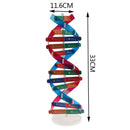 Human Genes DNA Models Double Helix Science Toys Teaching Learning Education OZ