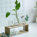 1X(Small Fresh Transparent Glass Vase Hydroponic Green Plant Container Livi