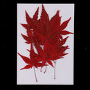 12x Natural Real Dried Flowers Leaves Red Maple Leaf for DIY Bookmarks Craft