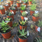 100 pcs Garden Labels gardening plant classification sorting sign tag ticke