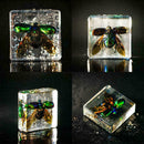 Creative Clear Amber Resins Insect Home Decorative Teaching Tools Insects G0D8