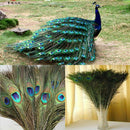 10PCS Real Natural Peacock Tail Eyes Feathers 8-12 Inches /about 23-30cm New