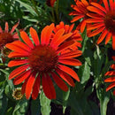 250x RED RUBY ECHINACEA / CONE-FLOWER FLOWER SEEDS / LONG LASTING PERENNIAL