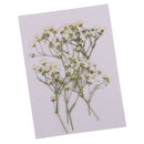 Beautiful Real Pressed s Breath Flowers Natural Dried Flowers For Scrapbooking