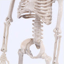 Posable Skeleton Halloween Decor Scary Man Bone Creepy Party DecorationX2 AT3C
