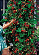 Fresh 100 Red strawberry Climbing strawberry four season fruits Strong seed LJ